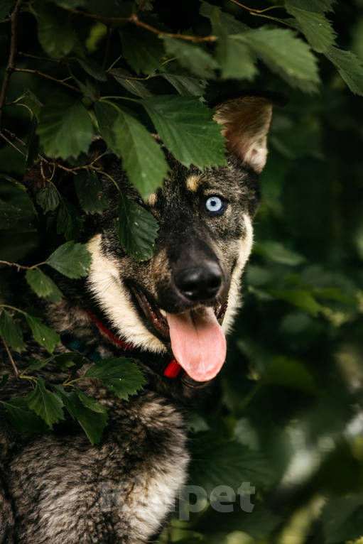 Собаки в Москве: 🐾 Сармат: голубоглазый волчонок в поисках своего дома! Мальчик, Бесплатно - фото 6