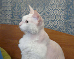 Кошки в Усинске: котики породы Донской сфинкс, 1 000 руб. - фото 1