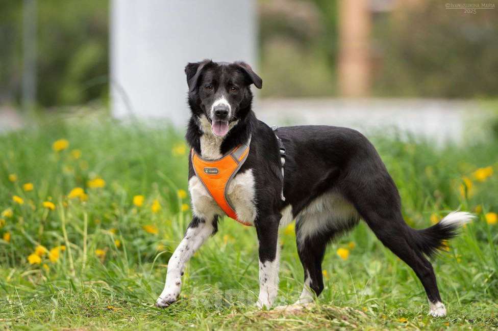 Собаки в Москве: Комета ищет семью  Девочка, Бесплатно - фото 3