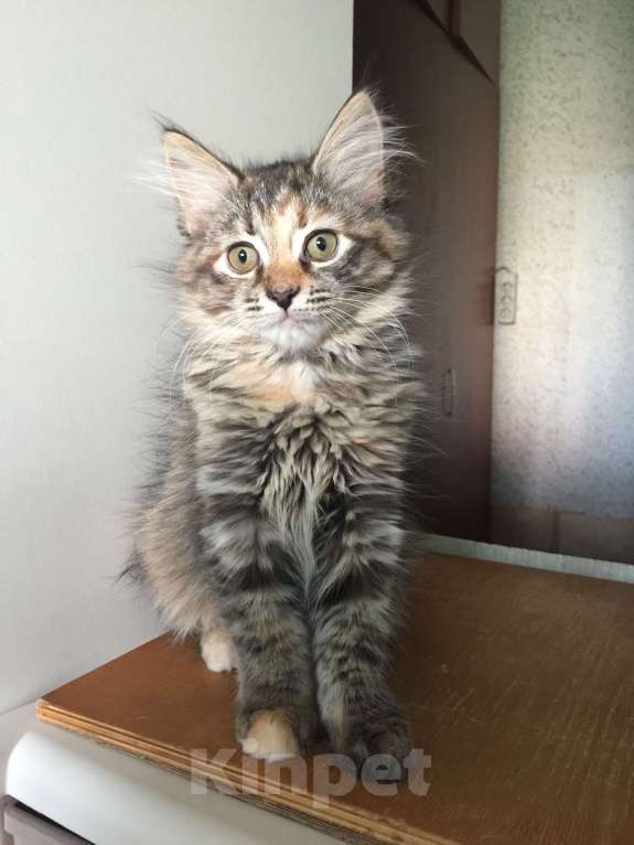 Кошки в Санкт-Петербурге: сибирский котенок черепашка Девочка, 45 000 руб. - фото 4