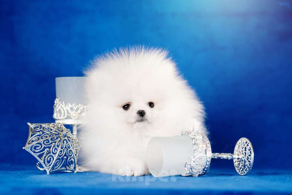 Собаки в Москве: мальчик бело кремовый Мальчик, 95 000 руб. - фото 3