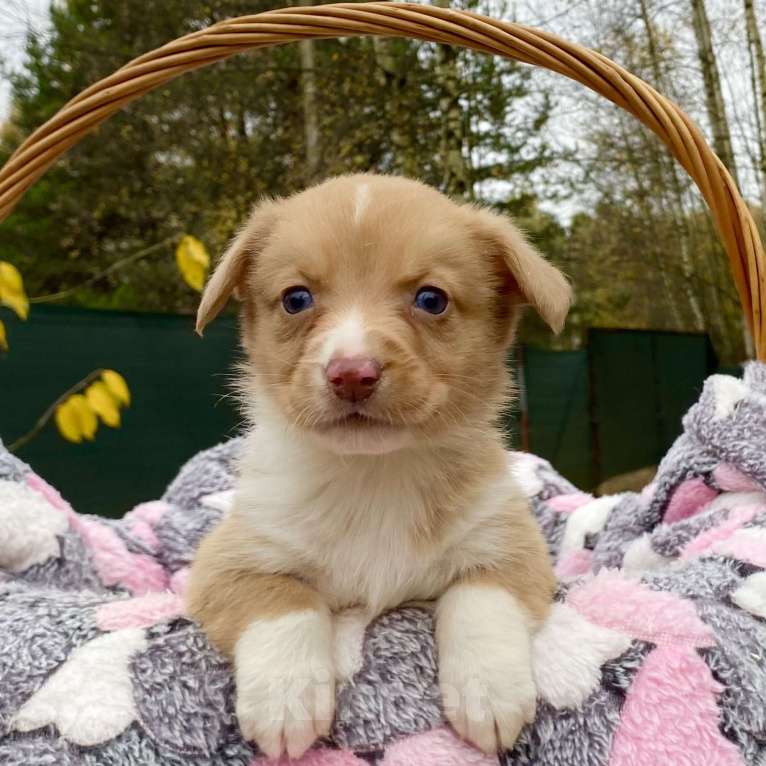 Собаки в Москве: Щенки вельш-корги кардиган Мальчик, Бесплатно - фото 4