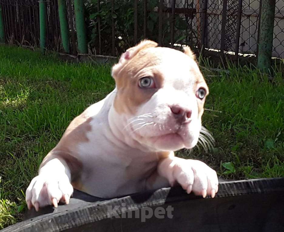 Собаки в Новосибирске: Рыже лиловый мальчишка Американский булли Мальчик, 80 000 руб. - фото 9