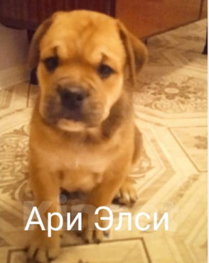 Собаки в Санкт-Петербурге: щенок  майорского  мастифа  (как де бо), 30 000 руб. - фото 1