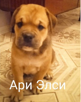 Объявление: щенок  майорского  мастифа  (как де бо), 30 000 руб., Санкт-Петербург