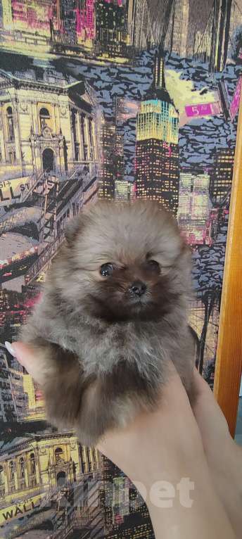 Собаки в Калтане: Померанский шпиц мини. Две чудесные девочки рыжий моболь и крем соболь окрасы Девочка, 35 000 руб. - фото 6