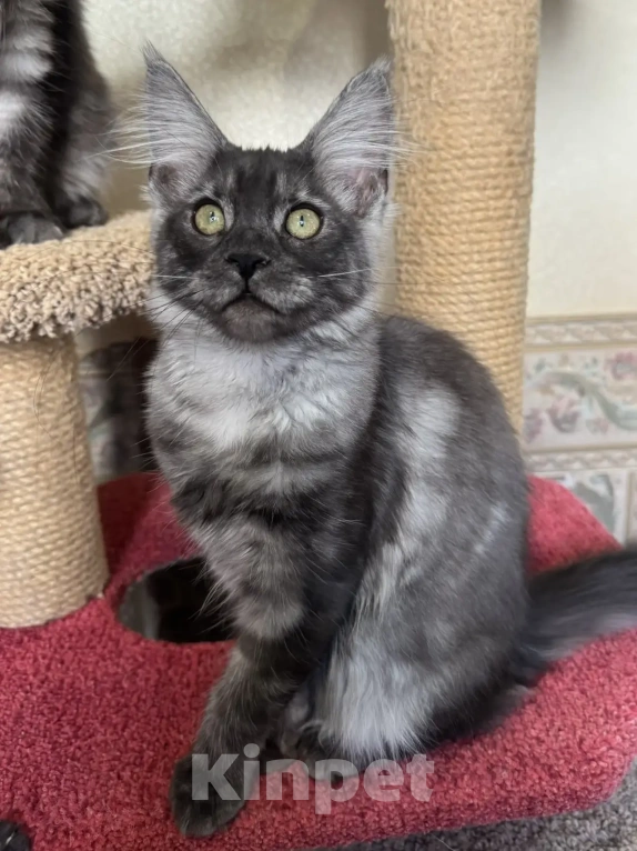 Кошки в Петергофе: Девочки близняшки Девочка, 35 000 руб. - фото 2