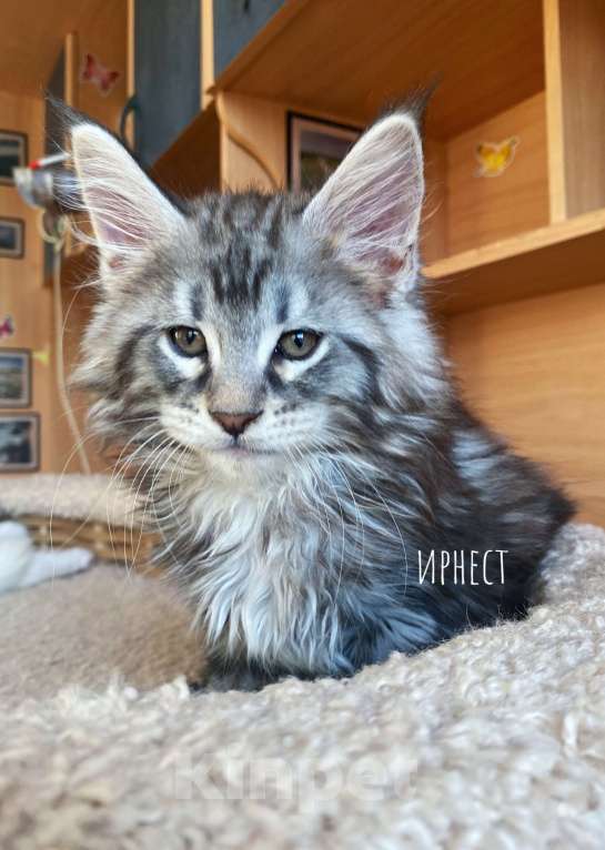 Кошки в Екатеринбурге: Мальчик породы мейн-кун Мальчик, 40 000 руб. - фото 2