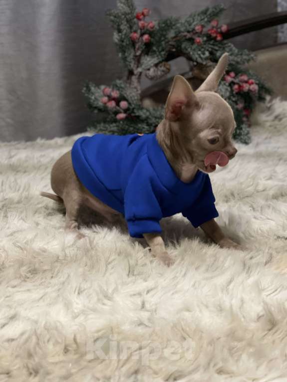 Собаки в Люберцах: Чихуахуа лиловый Мальчик, 45 000 руб. - фото 2