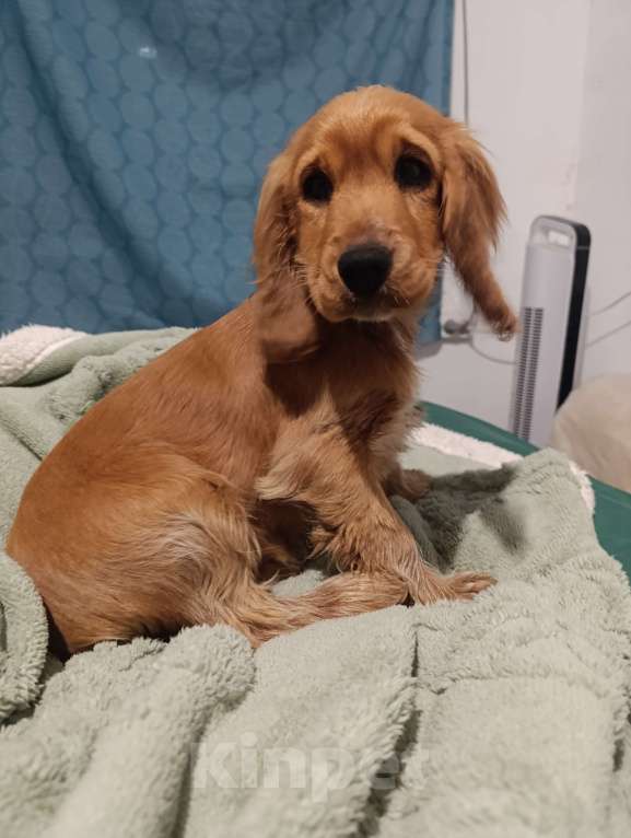 Собаки в Белогорске: Мальчик  Мальчик, 20 000 руб. - фото 1