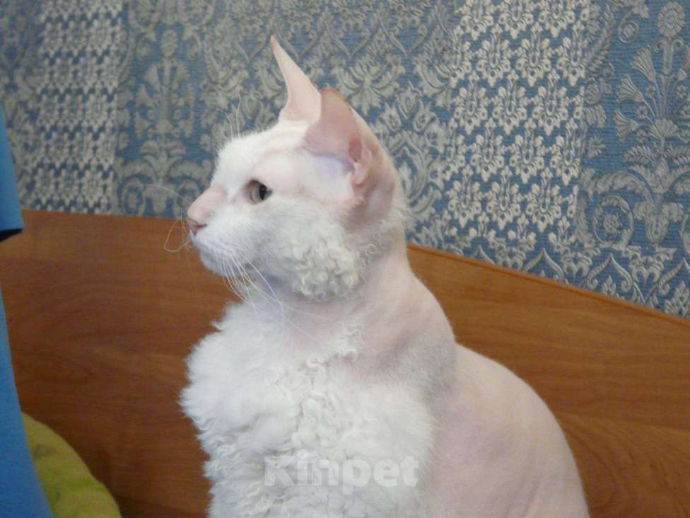 Кошки в Усинске: котики породы Донской сфинкс, 1 000 руб. - фото 1