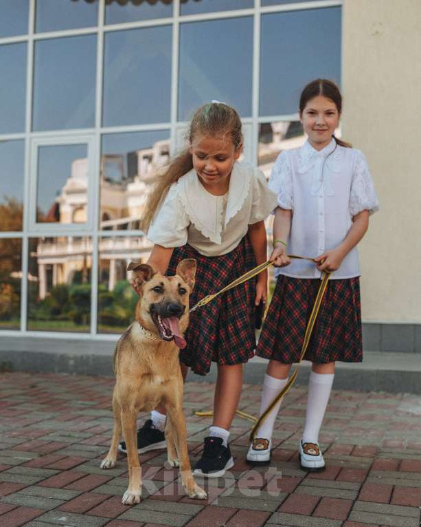 Собаки в Санкт-Петербурге: Мелисса ищет дом  Девочка, Бесплатно - фото 1