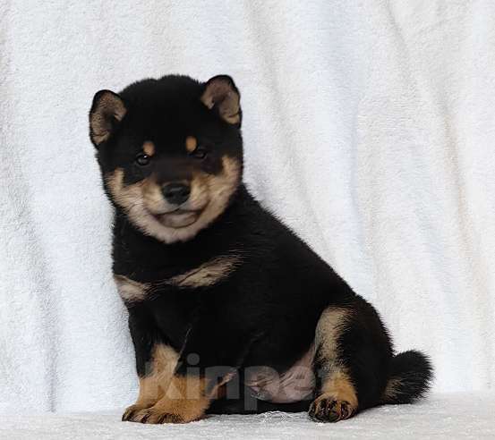 Собаки в Москве: Сиба ину. Мальчик Мальчик, 50 000 руб. - фото 4