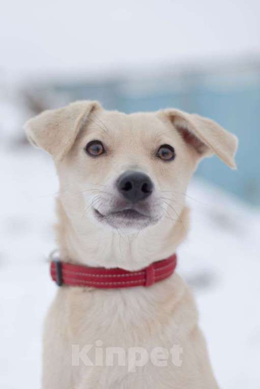 Собаки в Москве: Принцесса Бэлла ищет дом, 2 года Девочка, 1 руб. - фото 3