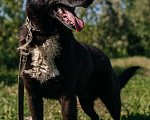 Собаки в Химках: Активный пес Мальчик, Бесплатно - фото 4