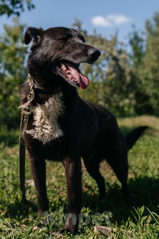 Собаки в Химках: Активный пес Мальчик, Бесплатно - фото 4