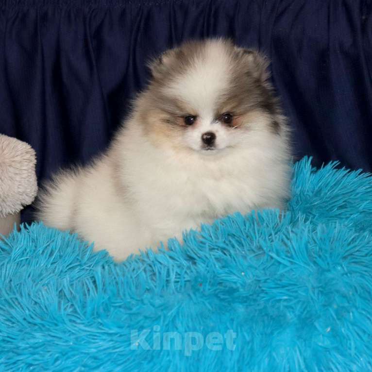 Собаки в Москве: Экcклюзивный красавчик шпица Мальчик, Бесплатно - фото 3