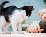 Кошки в Химках: Котёнок в добрые руки Мальчик, Бесплатно - фото 8
