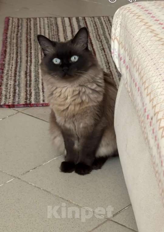 Кошки в Чебоксарах: Сиамская пушистая в добрые руки Девочка, Бесплатно - фото 7