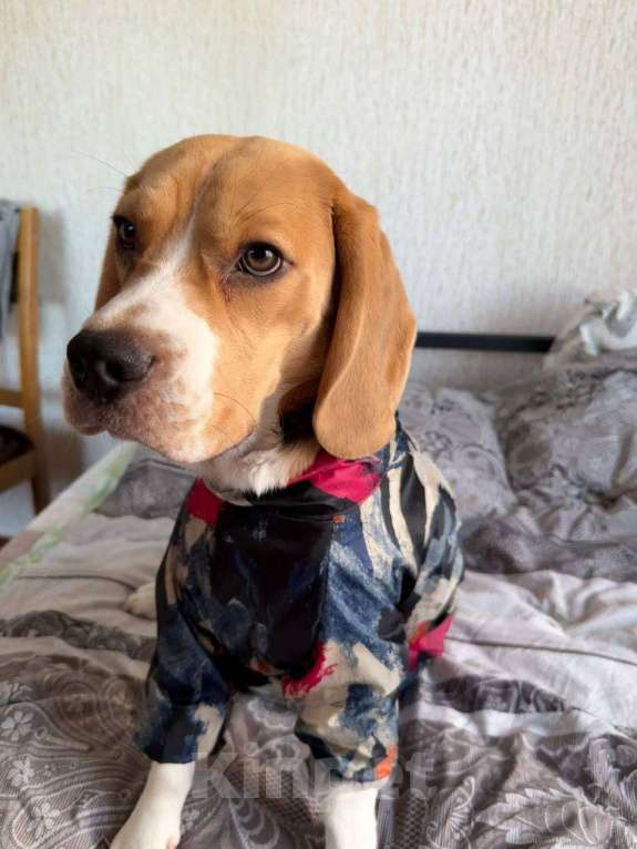 Собаки в Кингисеппе: Отдам щенка бигля в добрые ручки 🙏🏻 Мальчик, Бесплатно - фото 4