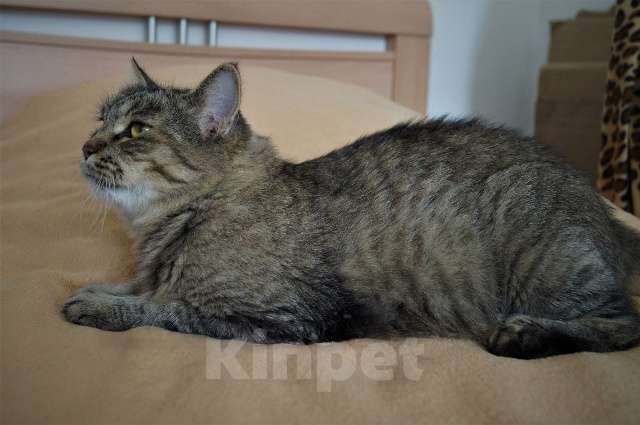 Кошки в Москве: Спокойная и добрая кошка Анфиса в добрые руки Девочка, Бесплатно - фото 5