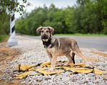 Собаки в Москве: Щенки в приюте срочно ищут дом Мальчик, Бесплатно - фото 2