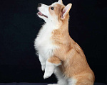 Собаки в Санкт-Петербурге: Милейшая вельш-корги без хвоста Девочка, 55 000 руб. - фото 4