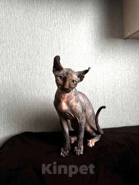 Кошки в Москве: Сфинкс эльф Девочка, 20 000 руб. - фото 1
