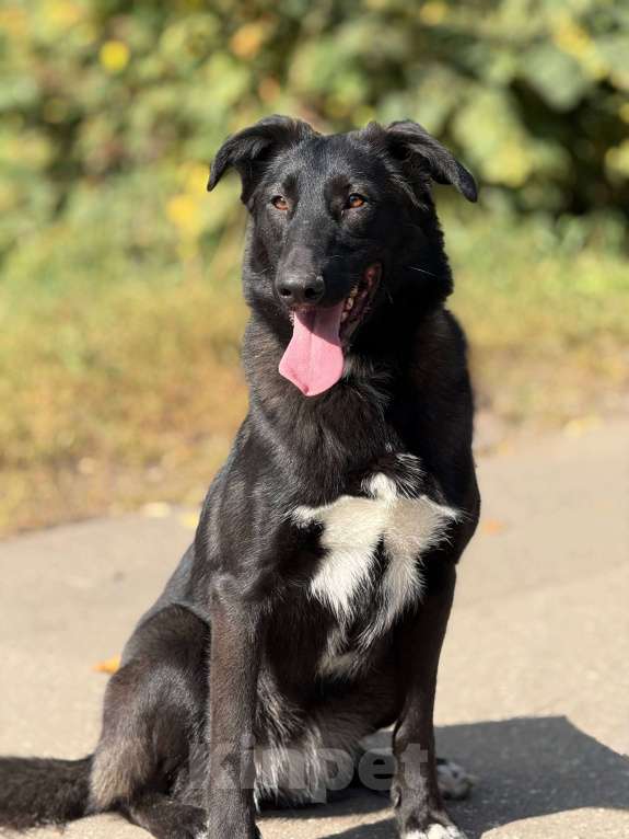 Собаки в Москве: Лилу Девочка, Бесплатно - фото 4
