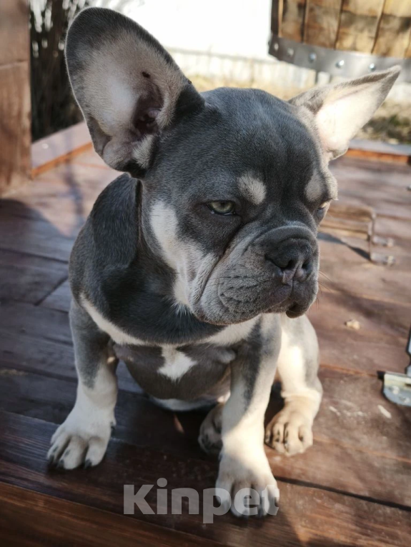 Собаки в Санкт-Петербурге: Лиловый щенок Мальчик, 60 000 руб. - фото 5