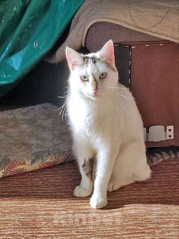 Кошки в Санкт-Петербурге: Капелька, молодой роскошный котик ищет дом Мальчик, 10 руб. - фото 8