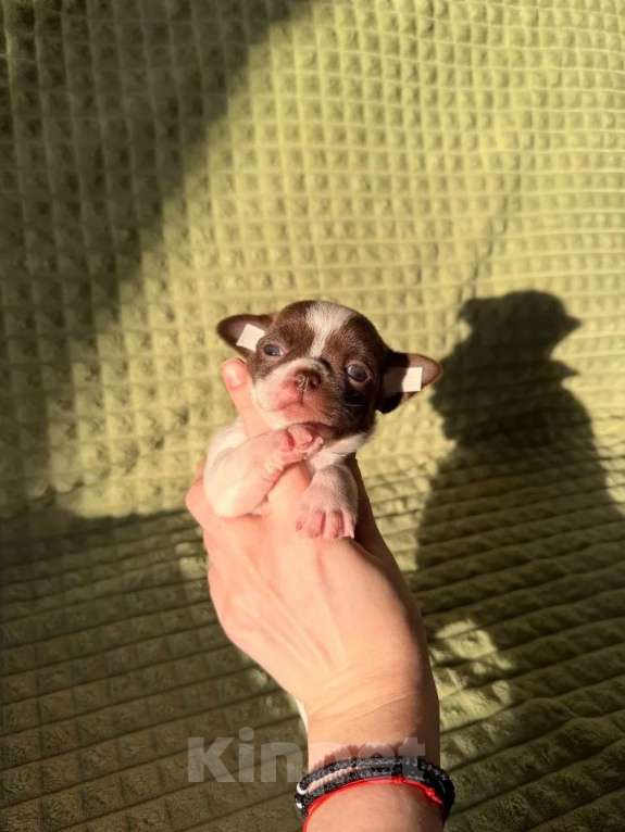 Собаки в Москве: Девочка чихуахуа Девочка, 45 000 руб. - фото 3