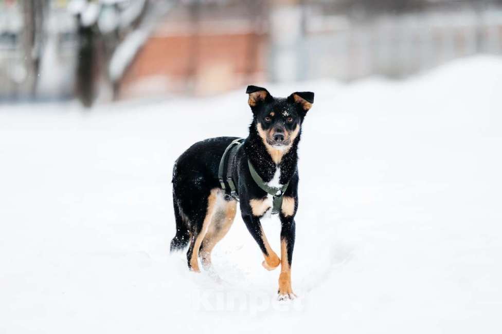 Собаки в Москве: Невероятно ласковый мальчик Деймонд ищет дом! Мальчик, Бесплатно - фото 2