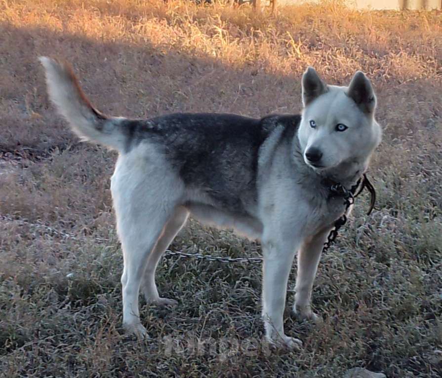Собаки в других городах Воронежской области: В добрые руки  Девочка, Бесплатно - фото 3