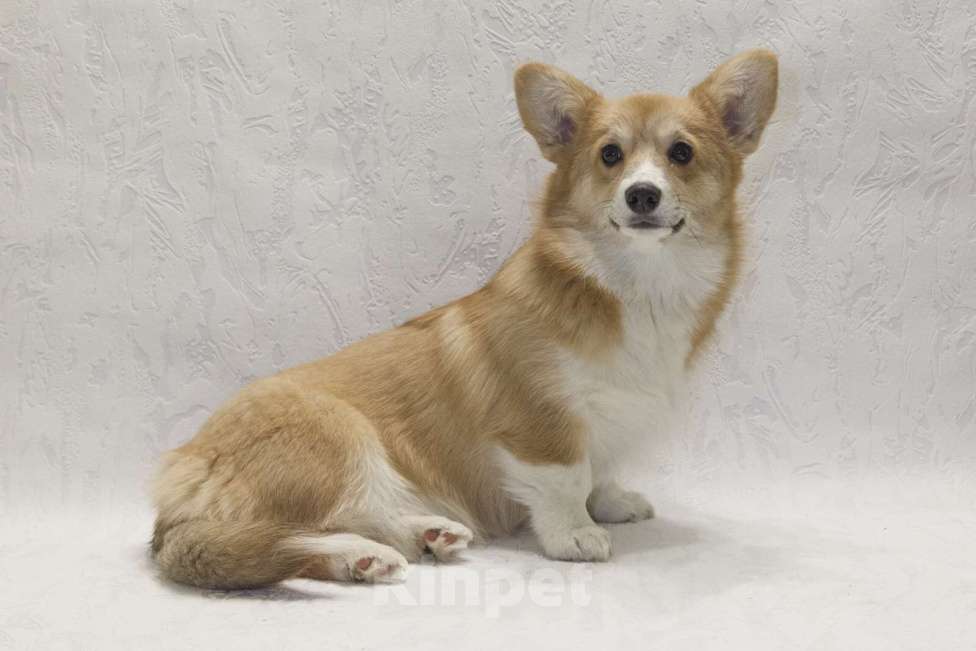 Собаки в Раменском: подрощенная девочка корги Девочка, 50 000 руб. - фото 4