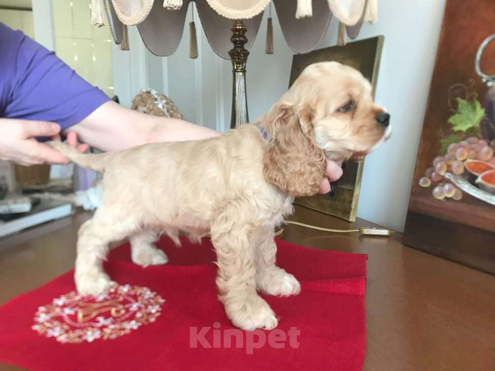 Собаки в Люберцах: Норд Мальчик, 70 000 руб. - фото 3