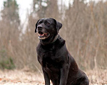 Собаки в Москве: Черный лабрадор Лорейн в добрые руки Девочка, Бесплатно - фото 2
