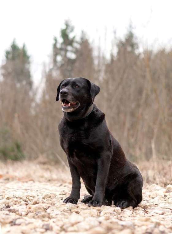 Собаки в Москве: Черный лабрадор Лорейн в добрые руки Девочка, Бесплатно - фото 2