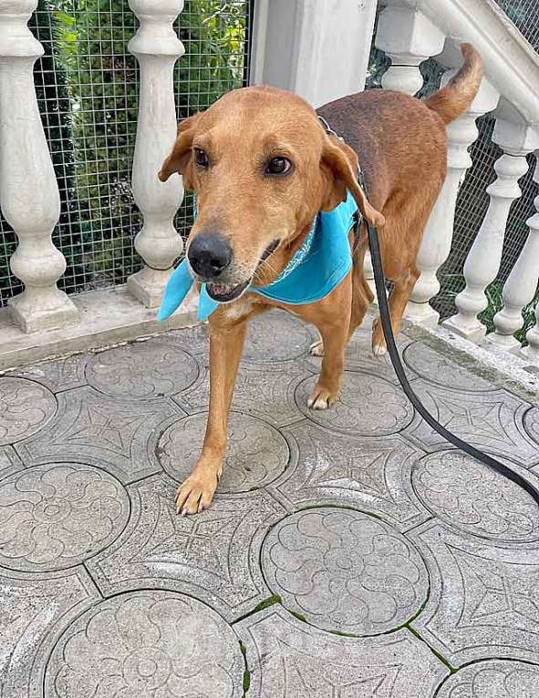 Собаки в Москве: Добрый, нежный песик Рыжулик, метис Русской Гончей в дар Мальчик, 10 руб. - фото 7