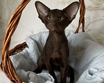 Кошки в Балашихе: Ориентальный котик Мальчик, 40 000 руб. - фото 1