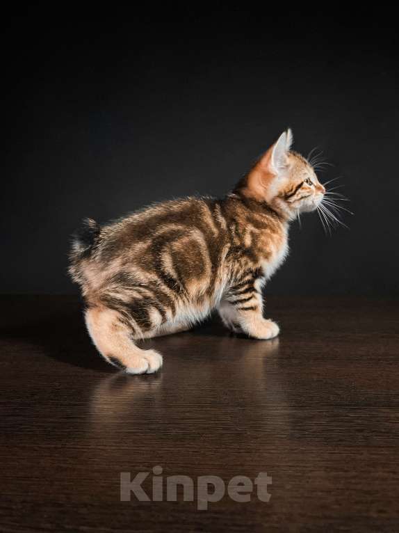 Кошки в Москве: Котята курильского бобтейла короткошерстные  Мальчик, Бесплатно - фото 1