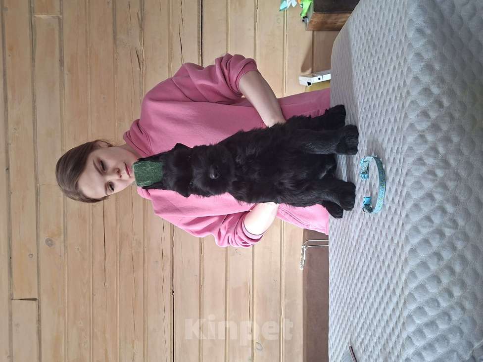 Собаки в других городах Башкортостана: Ризеншнауцер Мальчик, Бесплатно - фото 2