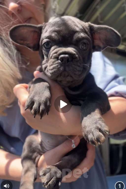 Собаки в Сочи: девочка  голубая , щенки французского бульдога Девочка, 55 000 руб. - фото 1