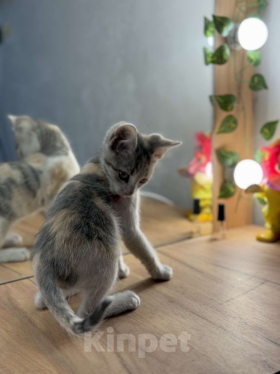 Кошки в Новочеркасске: Трёхцветный котёнок от родителей крысоловов Девочка, 100 руб. - фото 5