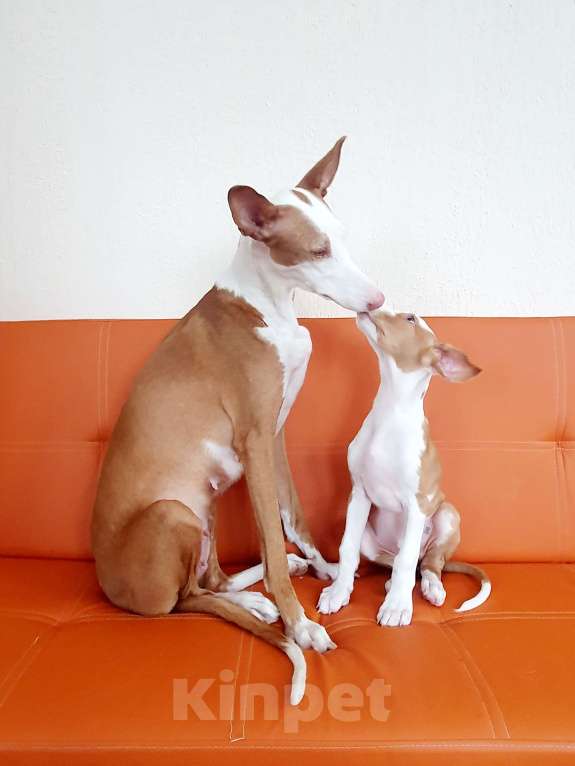 Собаки в Санкт-Петербурге: Щенок ПОДЕНКО ИБИЦЕНКО Мальчик, 85 000 руб. - фото 4