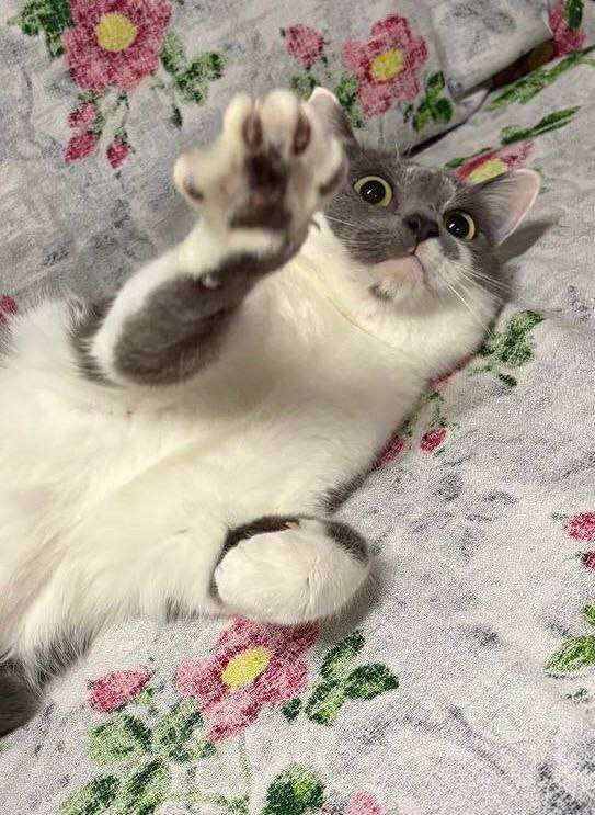 Кошки в Калуге: Отдам в хорошие руки Мальчик, Бесплатно - фото 2