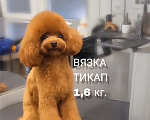 Собаки в Сочи: вязка той-пудель тикап Мальчик, 20 000 руб. - фото 1