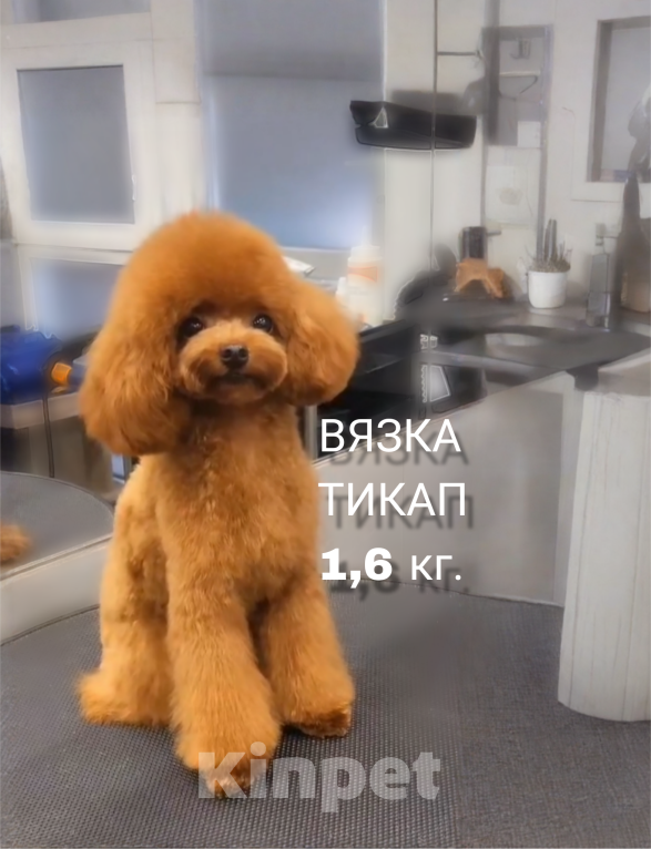 Собаки в Сочи: вязка той-пудель тикап Мальчик, 20 000 руб. - фото 1