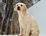 Собаки в других городах Липецкой области: Щенок лабрадора Холлабвууд'с Пиппа Девочка, 60 000 руб. - фото 3