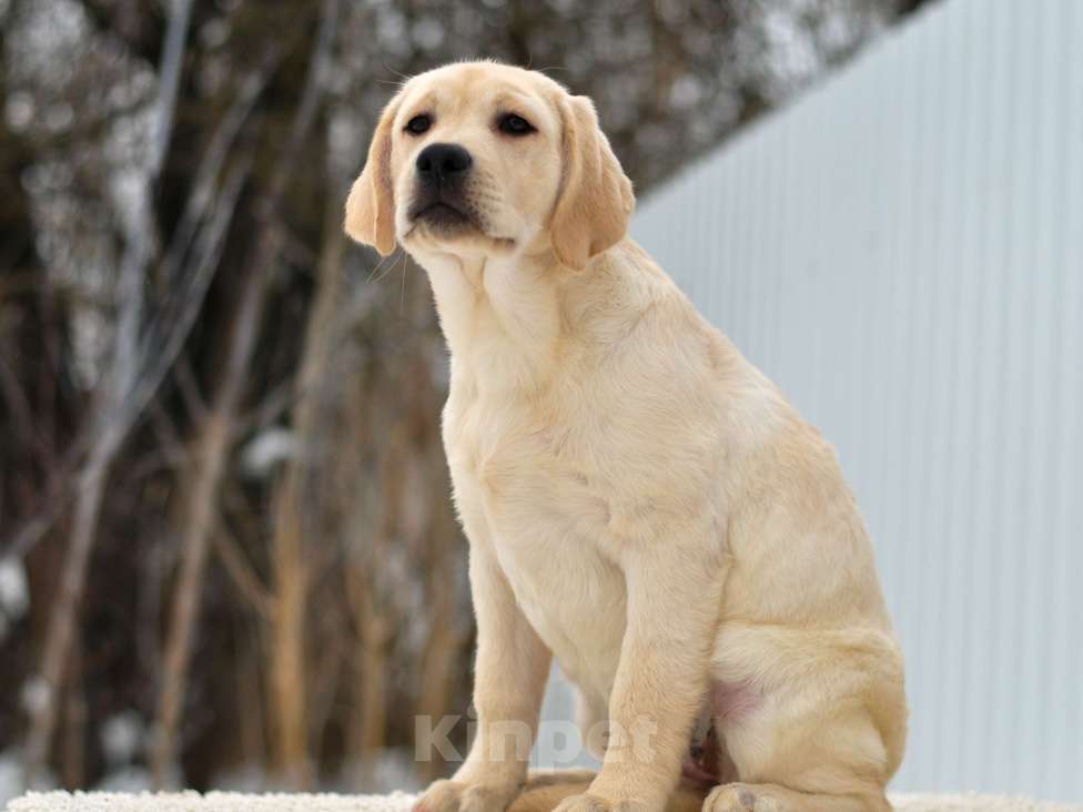 Собаки в других городах Липецкой области: Щенок лабрадора Холлабвууд'с Пиппа Девочка, 60 000 руб. - фото 3